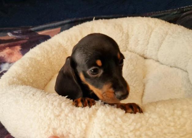 Image 3 of Lovely standard dachshund boy puppies