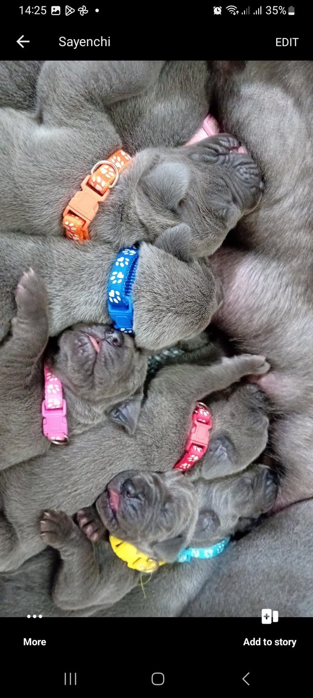 Preview of the first image of Solid Blue KC Registered Great Dane Puppies.