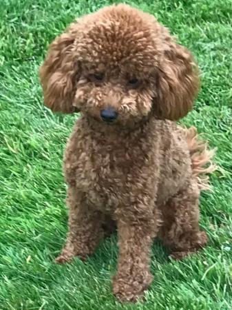 Image 3 of Proven red toy poodle (Health tested)