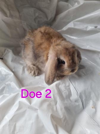 Image 8 of Mini lop babies looking for new homes