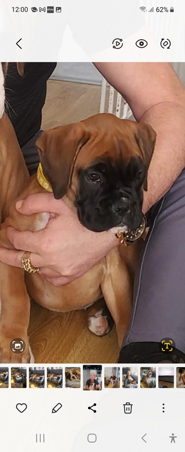 Preview of the first image of Boxer Puppies 1 female available.