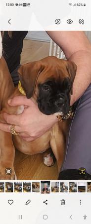 Image 1 of Boxer Puppies 1 female available