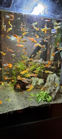 Image 4 of Lots Of Stunning Male Guppies for Sale