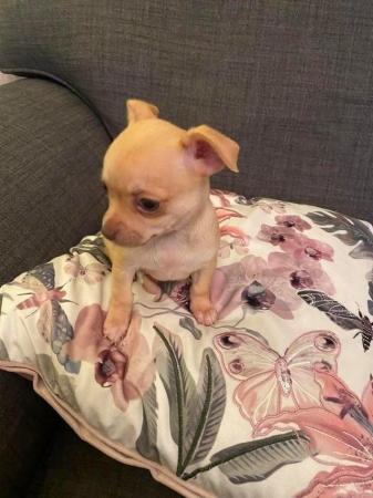 Image 2 of Chihuahua puppies for sale looking for there forever home