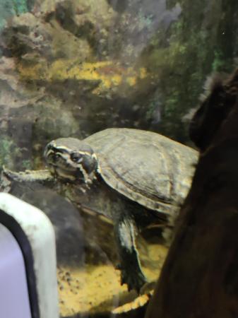 Image 5 of 4 year old musk turtle.