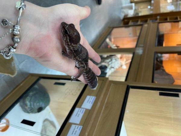 Image 4 of Fat Tailed Geckos at Birmingham Reptiles