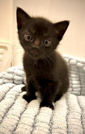 Image 10 of Male Kitten ~ *Available Now!!