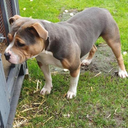 Image 6 of POCKET BULLY X STAFFY. Pups for sale