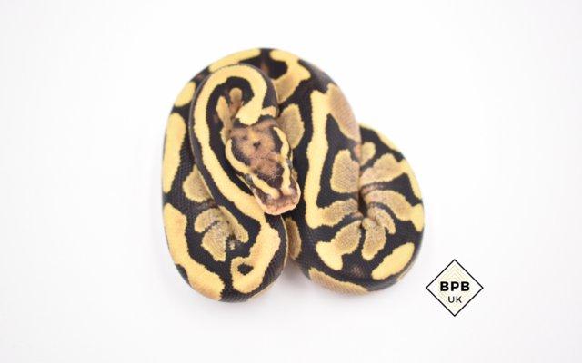 Image 3 of Locally-bred, healthy baby Royal Pythons