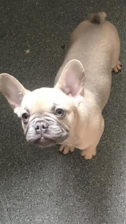 Image 10 of KC registered French Bulldogs READY NOW