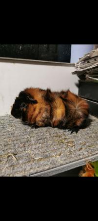 Image 4 of Pure Bred Guinea Pigs For Sale