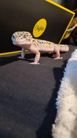 Image 2 of 2 year old male Leopard Gecko