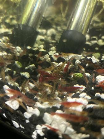 Image 1 of Little shrimp, cherry and green color, grow 3 centimeters um