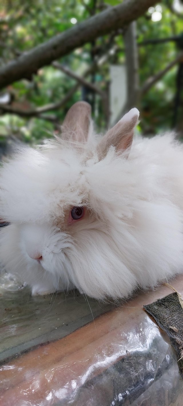 Preview of the first image of STUNNING  DOUBLE LION HEAD X ANGORA.