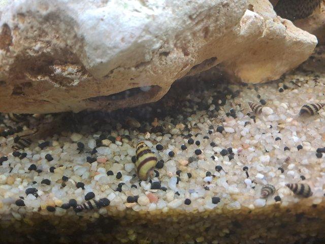 Preview of the first image of Assassin Snails free to a good home.