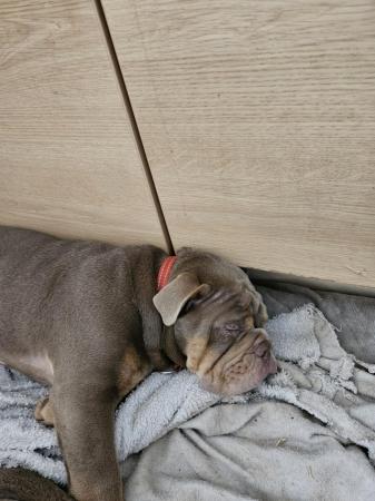 Image 3 of 5 and half month old english bulldog