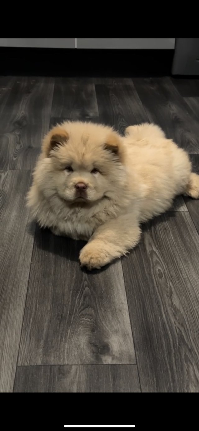 Preview of the first image of KC Registered platinum cream chow chow.