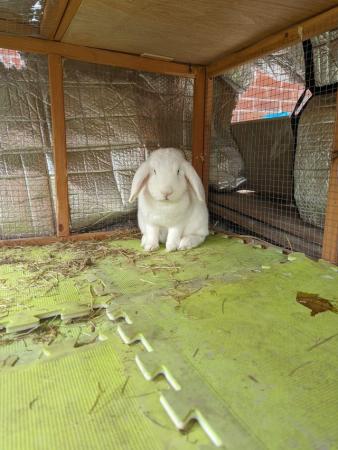 Image 5 of 2 rabbits for sale one female English lop ,one male Rex