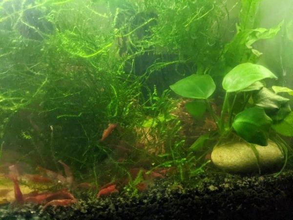 Image 3 of Aquarium Shrimp Fish Tank Plants and Accessories