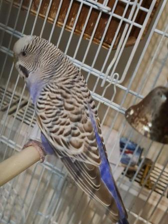 Image 1 of Lovely young female budgie ...