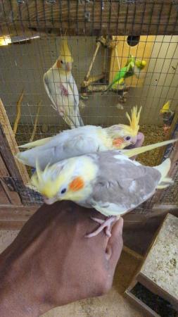 Image 4 of Cockatiels available for sale beautiful birds