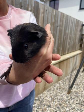 Image 2 of Beautiful Baby Guinea Pigs For Sale