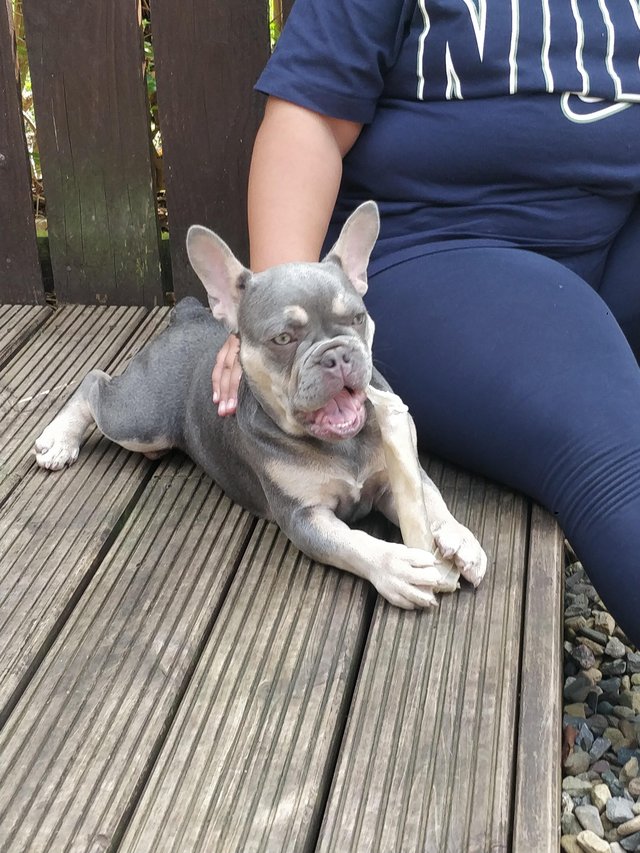 Preview of the first image of 12 month old french bulldog for sale.