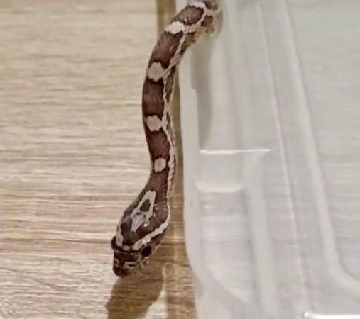 Image 4 of Corn Snakes only few left 10 months old