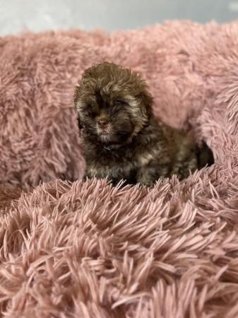 Image 9 of Beautiful shihpoo girl puppy ready now