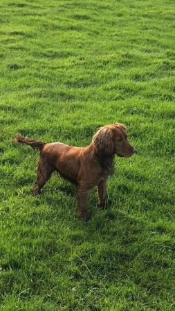 Image 7 of Gorgeous Red Cocker Spaniel