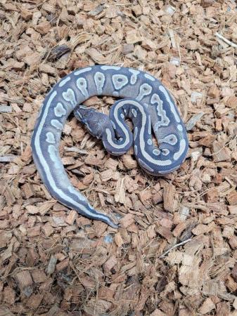 Image 13 of Various royal pythons, pied , mojave , pastel , het russo