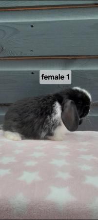 Image 1 of Gorgeous mini lop rabbits ready now