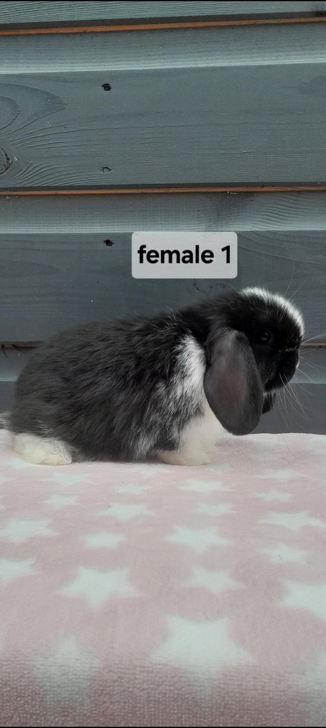 Preview of the first image of Gorgeous mini lop rabbits ready now.