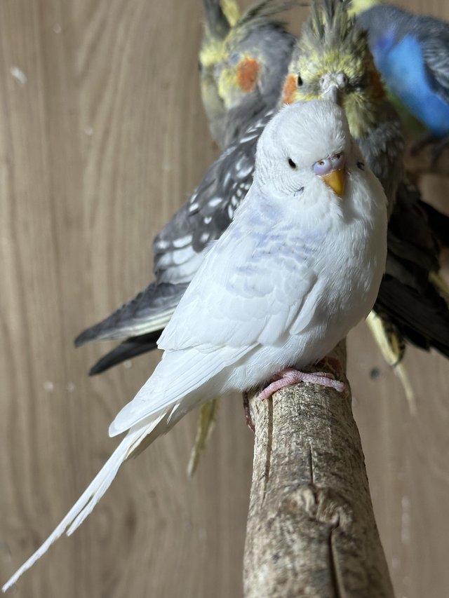 Preview of the first image of last few budgies adults left, males.