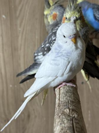 Image 1 of Budgies babies and adults