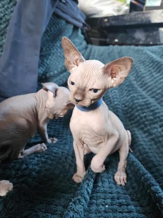 Image 5 of Playful and loving Sphynx kittens