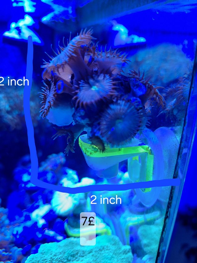 Preview of the first image of Marine tank coral frags.