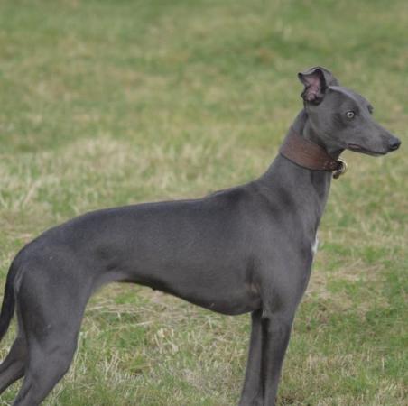 Image 10 of Stunning KC Whippet Pups For Sale