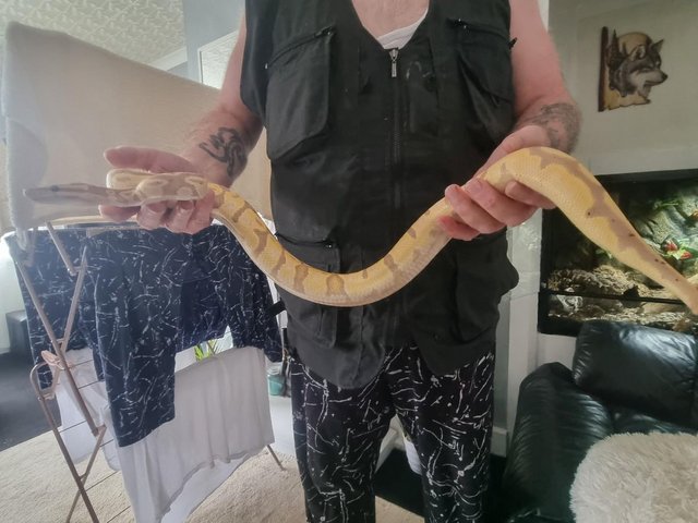 Preview of the first image of 2022 male banana royal python.