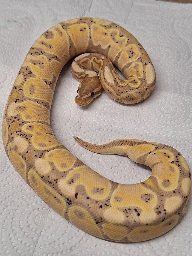 Preview of the first image of Royal / Ballpythons for sale.