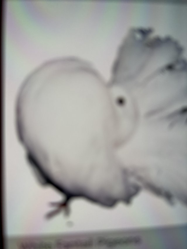 Preview of the first image of Wanted white fantail pigeons.
