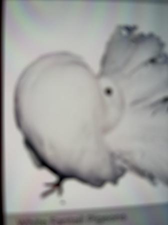 Image 1 of Wanted white fantail pigeons