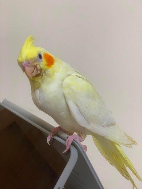 Preview of the first image of Hand Reared Gorgeous Cockatiel.