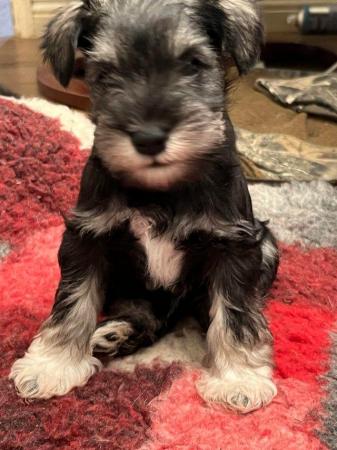 Image 3 of ALL GONE Miniature Schnauzer Pups KC REGISTERED