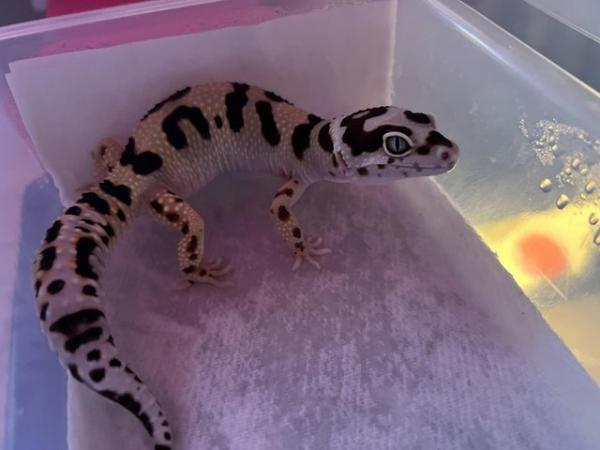 Image 7 of Female Leopard Gecko Bold Bandit No Hets