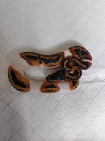 Image 2 of Female royal python's for sale