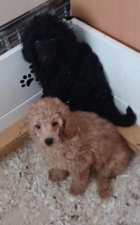 Image 9 of Miniature poodles ready to go microchip and vet checked
