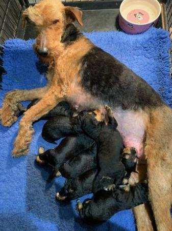 Image 5 of READY NOW!! KC Registered Airedale Puppies