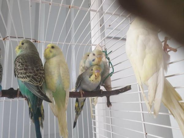 Image 2 of Baby budgies available now