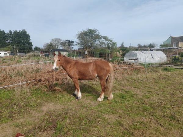 Image 2 of Lovely Chestnut mare for sale